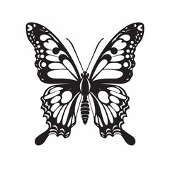 Butterfly vector illustration on white background