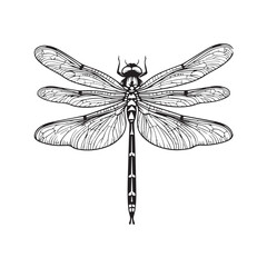 Dragonfly Drawing Stock Illustrations 