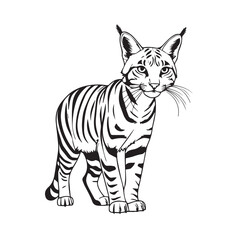 Black And White Cartoon Illustration Of Cat Animal, Cat vector illustration animal in cartoon 