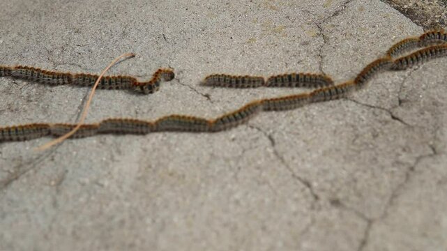 Thaumetopoea pityocampa. Caterpillars follow each other, guided by pheromones or silk threads left by individuals in front. This behavior helps them find new food sources.