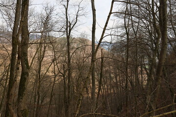 Autumn forest landscape