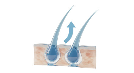 Isolated Hair Growth Process Illustration