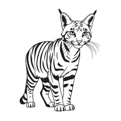 Cat Face Sketch Vector Images