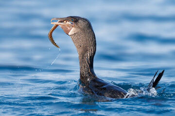 Flightless Cormorant eating a tiger snake eel - Galapagos Islands