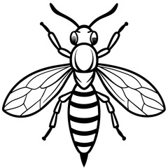 wasp isolated on white background