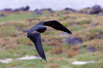 Male Magnificent Frigatebird in flight - Galapagos Islands