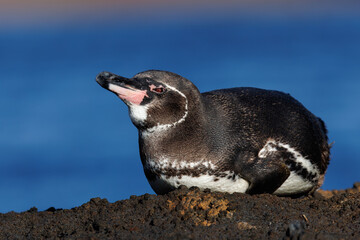 Galapagos Penguin lying on a rock