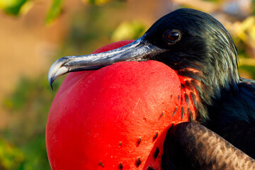 A male Magnificent Frigatebird  inflates its  throat pouch to attract a female - Galapagos Islands