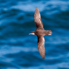 Galapagos Shearwater in flight over the Pacific Ocean