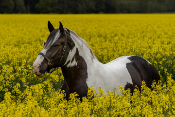 Big brown and white horse is standing in a blooming rapessed fields in spring time, fine art...
