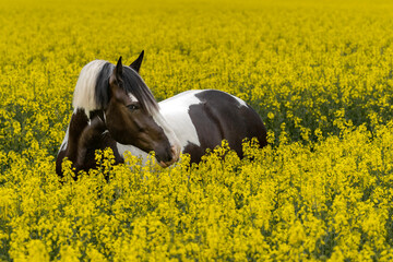 Big brown and white horse is standing in a blooming rapessed fields in spring time, fine art...