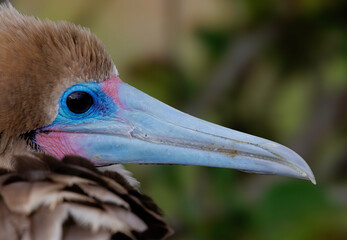 Closeup of a Red-footed Booby -  Galapagos Islands