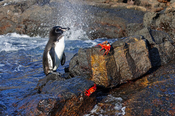 Galapagos Penguin and Sally Lightfoot Crabs on a rocky coastline - Galapagos Islands