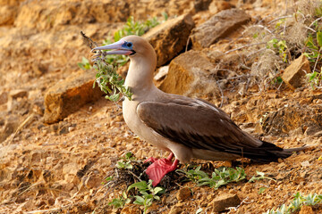 Red-footed Booby gathering nesting material - Galapagos Islands