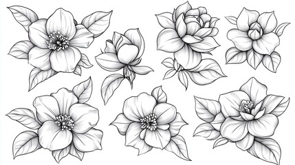 Obraz premium Blooming Beauty Collection of Elegant Camellia Line Art.