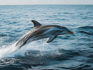 Obraz premium Majestic Dolphin Leap in Open Ocean.