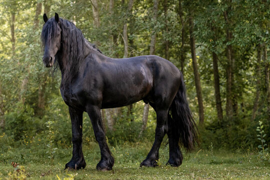 Powerful black Friesian horse standing gracefuly in a lush green landscape near the forest, showcasing its elegant build and flowing male
