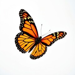 Fototapeta premium Orange black butterfly isolated on white. Insect, fauna, flying wing pattern. Macro photo details summer nature. Wildlife animal. Decorative design, elegance, beauty.