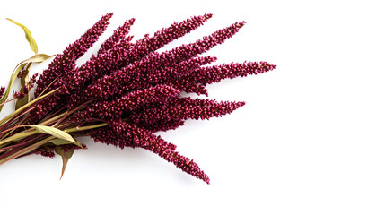 Amaranth ears in reddish-brown hues, gently arranged on a white background, showcasing their natural texture and organic elegance.