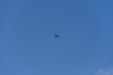 Falco tinnunculus pertenece a la familia Falconidae.