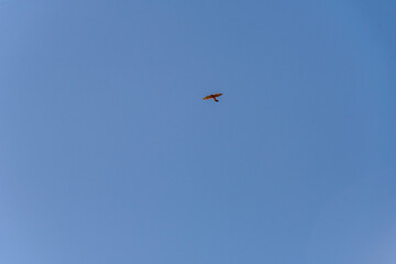 Falco tinnunculus pertenece a la familia Falconidae.