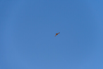 Falco tinnunculus pertenece a la familia Falconidae.