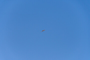 Falco tinnunculus pertenece a la familia Falconidae.