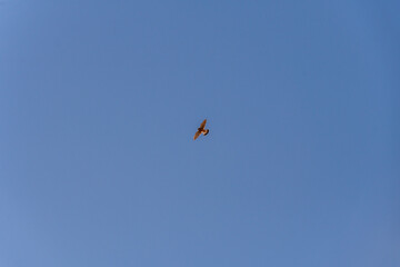 Falco tinnunculus pertenece a la familia Falconidae.