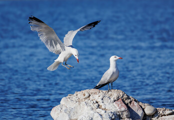Gaviota atterrizando sobre piedra