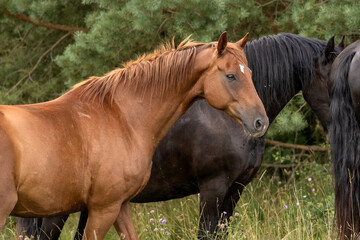 The portrait of elegant horses in nature, fine art photography