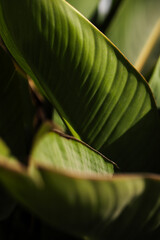 Green leaves close up nature photo wallpaper