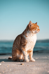 Obraz premium White and ginger cat on a beach at sunset