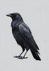 Fototapeta premium A crow vector illustration on a minimalist gray background.