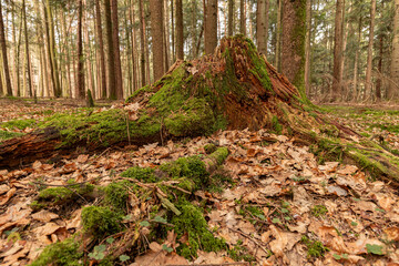Baumstumpf mit Moos im Wald