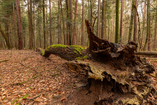 Umgefallener Baum im Wald