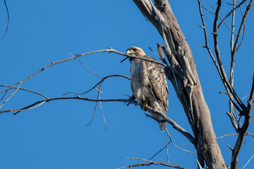 Red Tail Hawk perched on of a deadwood tree branch with the Spring blue sky behind at Meadow Preserve