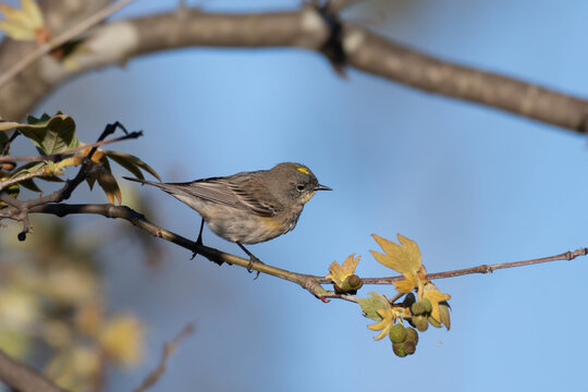 Colorul Pine Warbler bird perched on a branch staying alert to any danger nearby