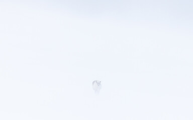 Svalbard reindeer in snow storm