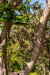 Fototapeta premium Bauhinia × blakeana pertenece a la familia de Fabaceae.