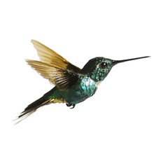 Obraz premium Hummingbird bird emerald feather nectar beak wildlife forest jungle flight wing flower tropical nature beauty delicate isolated on transparent background, png