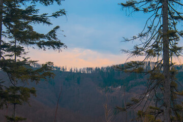 Vibrant forest landscape during sunset, featuring warm colors and tall trees. Captures the serene beauty of nature at dusk.
