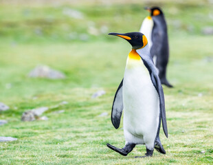 Fototapeta premium photographing kin penguins and chicks Fortuna Bay South Georgia