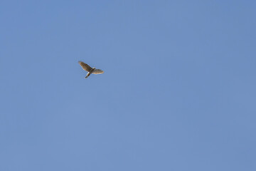 Northern goshawk accipiter gentilis flying in sky.