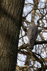  Northern Goshawk (Accipiter gentilis).Early spring