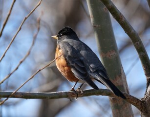 Robin perched on a tree branch in early spring, Colorado