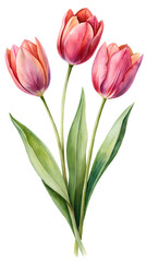 Obraz premium Three Watercolor Pink Tulips with Lush Green Leaves Botanical Illustration