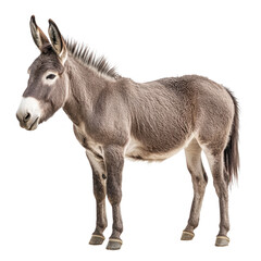Obraz premium Donkey livestock mammal countryside animal transportation fur pasture agriculture pet pack rural domestic beast nature hoof wilderness farming desert isolated on transparent background, png