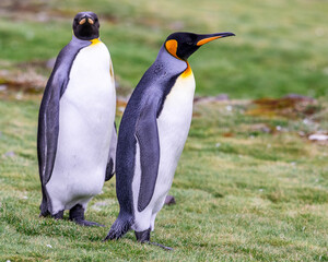 photographing kin penguins and chicks Fortuna Bay South Georgia