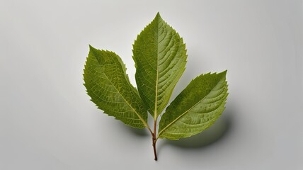 Green Fresh Leaf Isolated on White Background