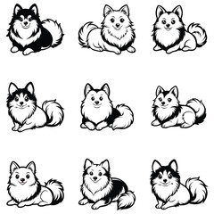 Obraz premium Pomeranian